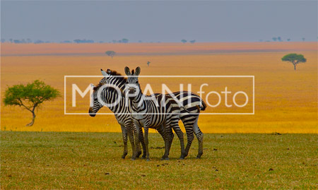 Serengeti – Zebra