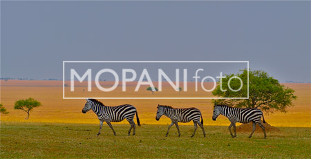 Zebra – Serengeti