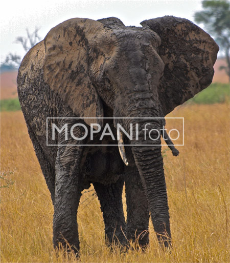 Muddy Elephant II